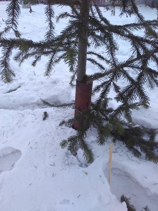 В Красноярске срубленные елки расставляют вдоль новой развязки