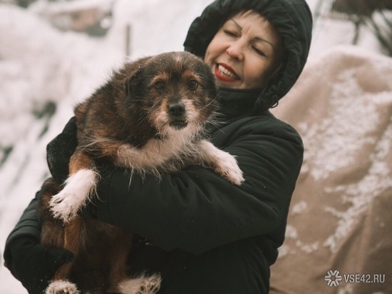 В Кемерове планируют построить приют на 1000 кошек и собак