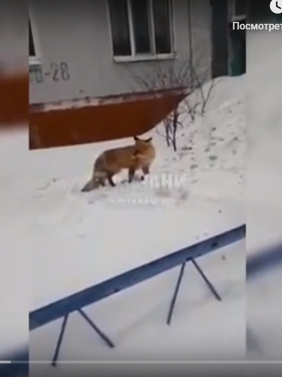 Жители Казани сняли на видео гуляющую по городу лису