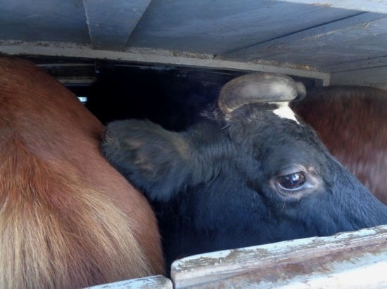 В Псковскую область пытались ввезти корову и трёх лошадей