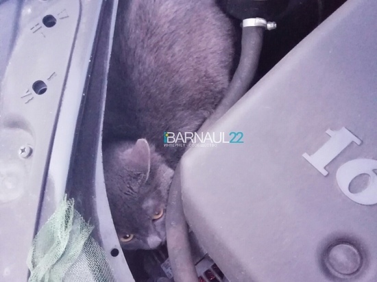 Сюрприз под капотом: барнаулец нашел кота в своем автомобиле