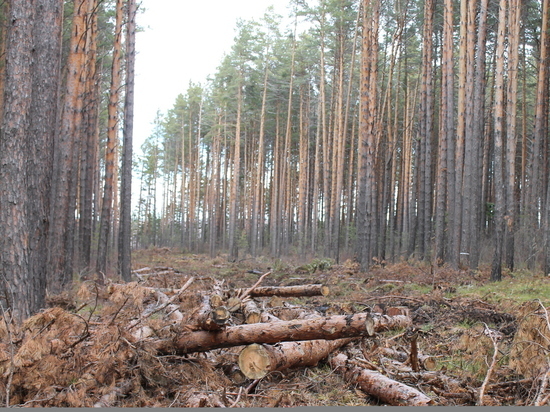 "Черный" лесоруб вырубил сосны в Ульяновской области на 45 тыс рублей