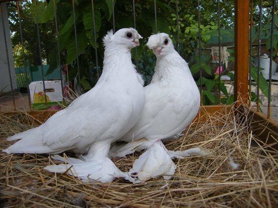 В Тамбовскую область съедутся заводчики голубей