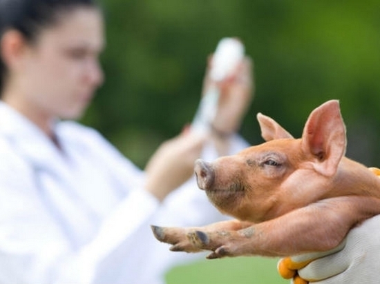 9 тысяч свиней привили от ящура в Хабаровском крае