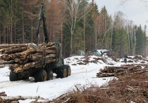 Председатель краевого отделения партии «Зеленые» Виктор Сайков нашел в «дебрях» краевых лесов одну интересную тенденцию: по его подсчетам, около 50 процентов лесов в особо охраняемых территориях вырубаются предприятиями