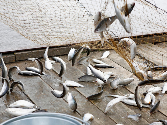 В азовских лиманах на месяц запретят ловить рыбу