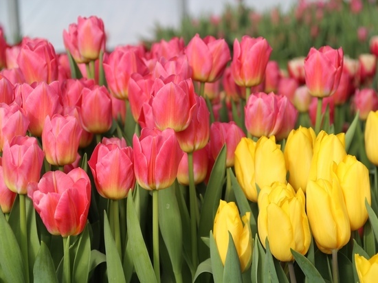 В Смоленске определили места для торговли цветами к 8 марта