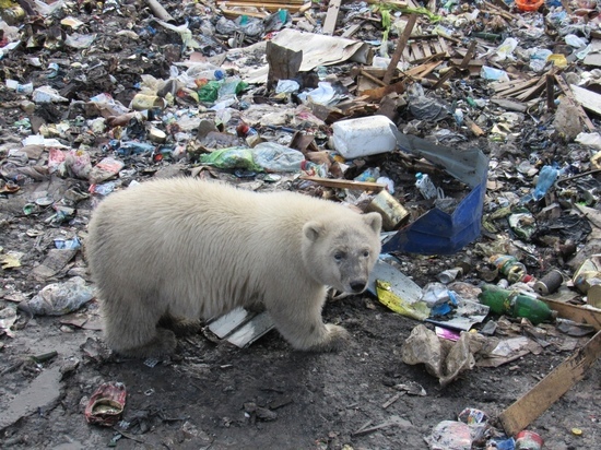 WWF России рассказал о том что делать с нашествием белых медведей