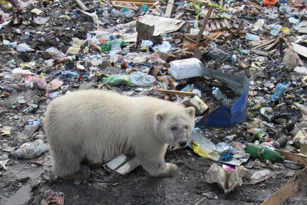 Белый медведь на помойке фото WWF России рассказал о том что делать с нашествием белых медведей - МК Мурманск