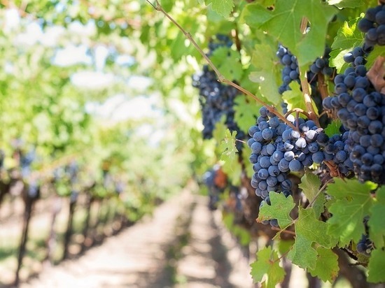   На Ставрополье в 2019 году заложат 100 га новых виноградников
