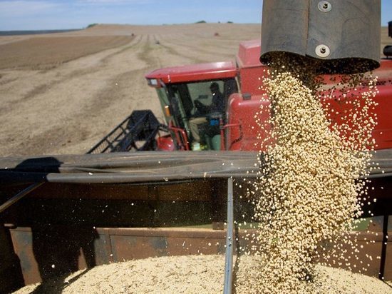Четыреста тонн зерна в Савинском районе хранились с нарушениями