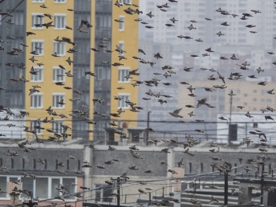 В село Яйлю Республики Алтай прилетела сотня свиристелей