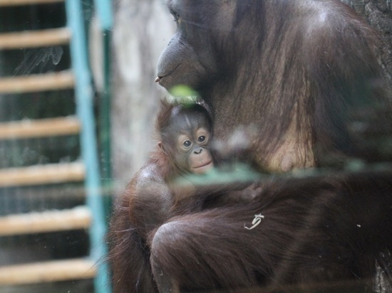 В Калининградском зоопарке придумали скандинавское имя 3-месячному орангутангу