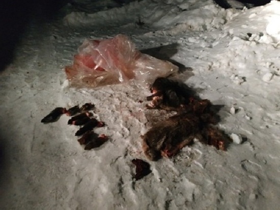 Кровавые следы на снегу под Тверью привели к двоим злоумышленникам