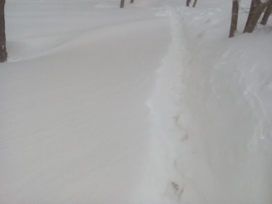  Власти Оренбурга признались в бессилии против снежной стихии