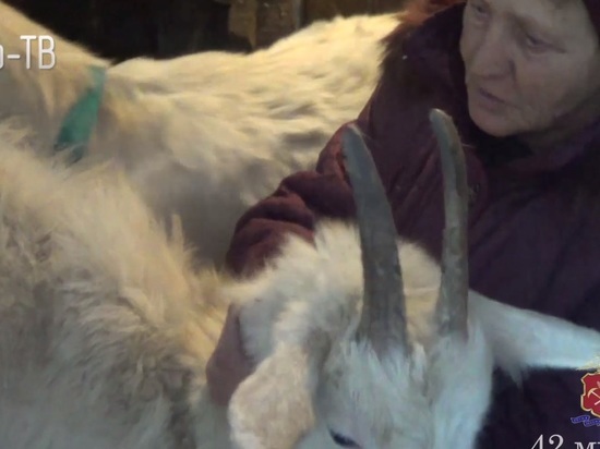 Кузбассовец пойдет под суд за то, что пропил козу