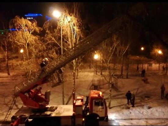 В Белгороде пожарные спасли кошку с высокого дерева
