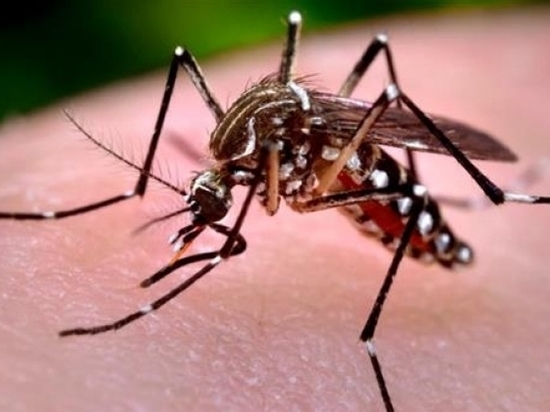 Ученые нашли метод уничтожения комаров навсегда
