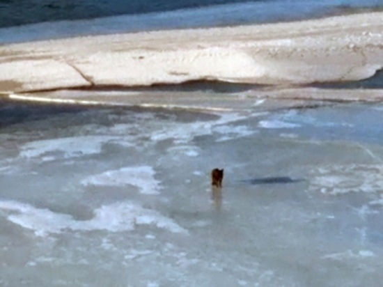 В Иркутске МЧС спасло собаку, плывущую на льдине по Ангаре