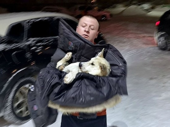 Ярославец спас бездомную собаку, попавшую в ДТП