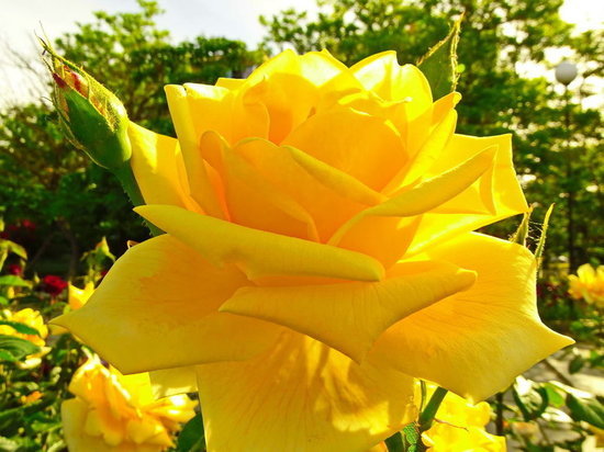Аллея роз в честь "Крымской весны" украсит парк в Железноводске