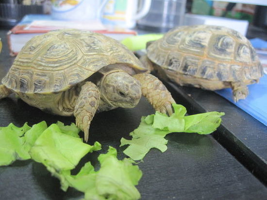 В одном из подъездов в Смоленске нашли живую черепаху