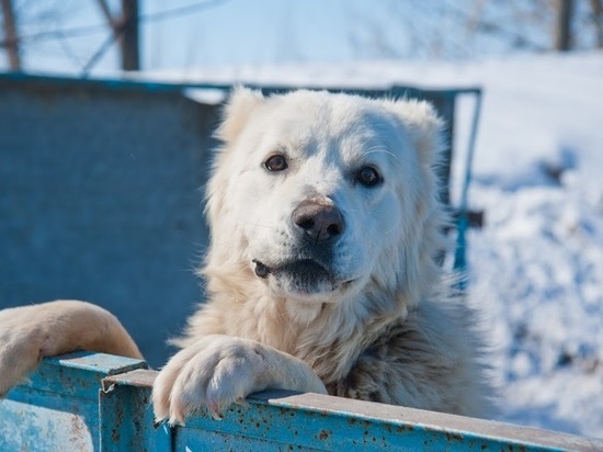 Волгоградские волонтеры ищут дом для собаки-компаньона Асеньки