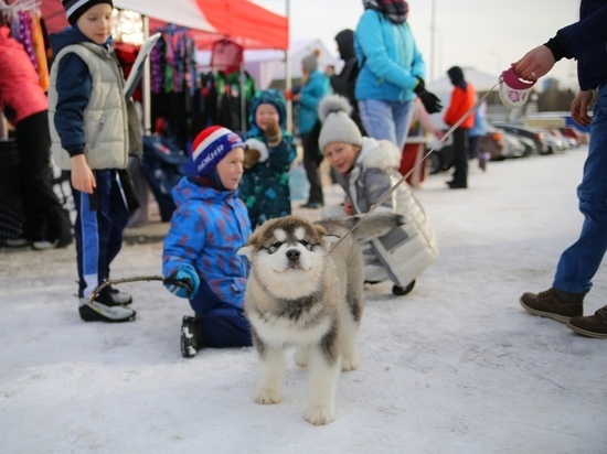 Мим-ми-ми дня: удивительно милые собаки-спортсмены бегали по Кургану в Петрозаводске
