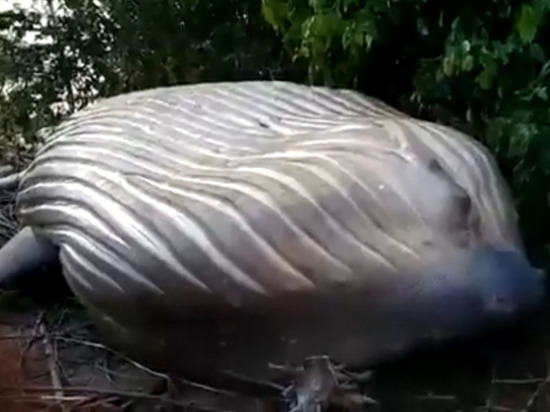 В лесу Бразилии отыскали труп 11-метрового горбатого кита — специалисты в замешательстве