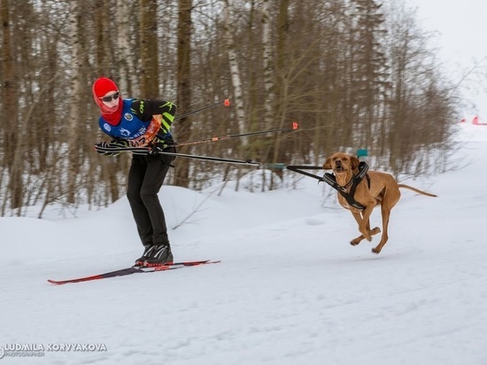Эх, прокачу: эмоциональные собаки-спортсмены соревновались в Петрозаводске