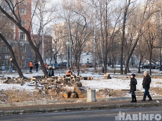 В Хабаровске продолжают вырубать деревья