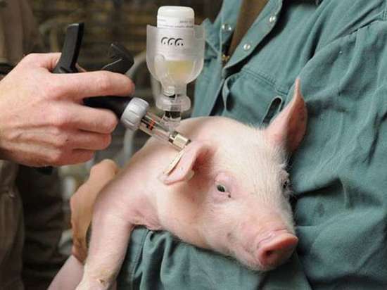 Пять миллионов животных вакцинировали в 2018 году ивановские ветеринары