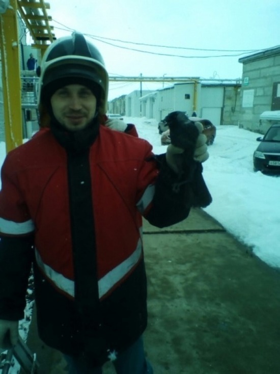 Ульяновские спасатели помогли застрявшему вороненку