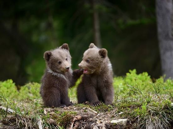 Двух медвежат-сирот спасли на Вологодчине