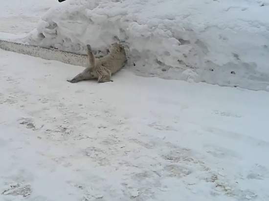 В Алтайском крае кот поймал мышь, нырнув в сугроб