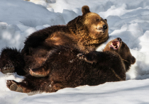Медвежат, которых мать оставила в берлоге, спасли и перевезут в Тверскую область