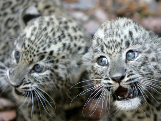 Котят леопардов планируют выпустить в Сочи в следующем году