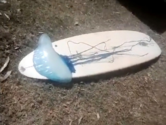Австралийцы испугались выплывшей на берег двухметровой медузы