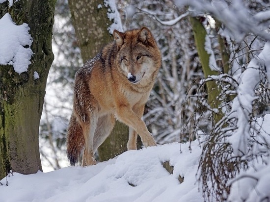 Волки охотятся на собак в деревнях Карелии