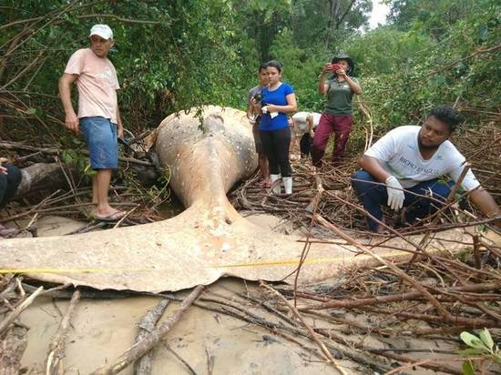 В джунглях Амазонки обнаружили мертвого кита