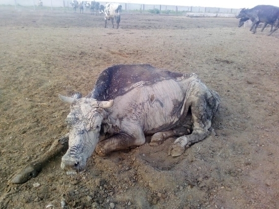 «Новая газета» рассказала о массовой гибели скота на Кубани, ветнадзор это отрицает