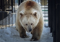 Медвежата кувыркаются в снегу, занимаются скалолазаньем и бегают по вольеру