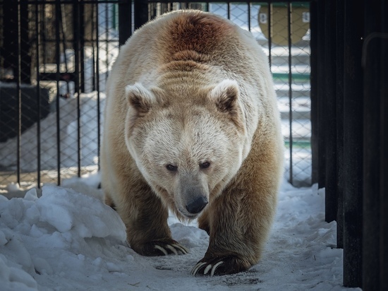 В красноярском зоопарке проснулся белокоготный медведь Памир