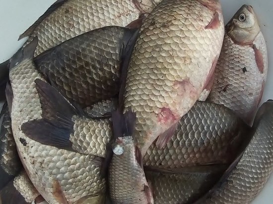 Промысловая рыба в Ангаре ниже Усолья заражена ртутью