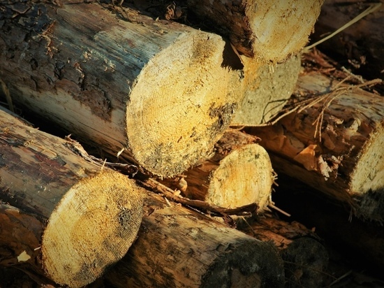 Жителя Карелии осудили за незаконную рубку деревьев