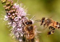 Пчелы стали отказываться от метода поиска нектара, практиковавшегося миллионы лет