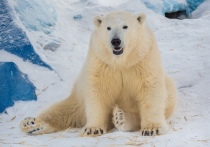 В зоопарке живут три представителя этого полярного хищника - Феликс, Аврора и Урсула