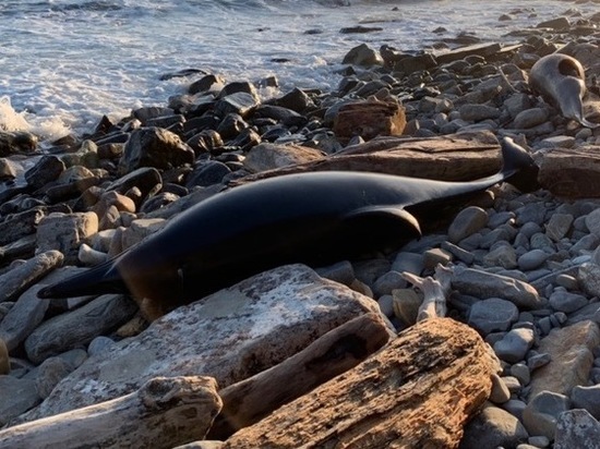 На берегу под Новороссийском нашли мёртвых дельфинов