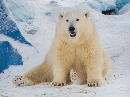 В красноярском зоопарке отмечают день белого медведя