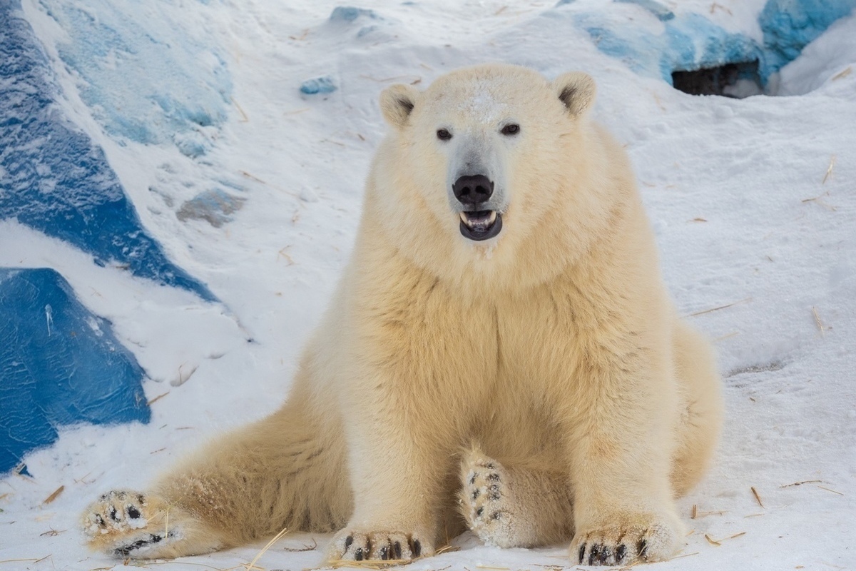 Белый медведь в Красноярском крае